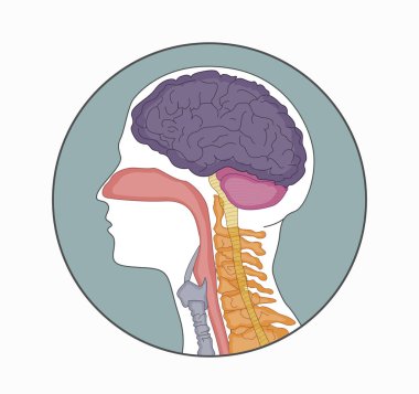 İnsan kafasının, onu oluşturan elementlerle birlikte incelenmesi. Anatomi insan kafatası modeli. Vecor illüstrasyon 10