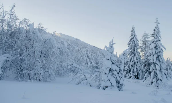Чудовий зимовий ліс у морському світлі з Уральськими горами на задньому плані. — стокове фото