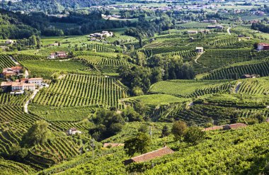 Valdobiaddene, İtalya için güneşli yapraklarla yeşil ve sarı üzüm bağı. Tarım doğa arka plan. Prosecco winerys