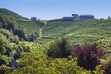 Valdobiaddene, İtalya için güneşli yapraklarla yeşil ve sarı üzüm bağı. Tarım doğa arka plan. Prosecco winerys