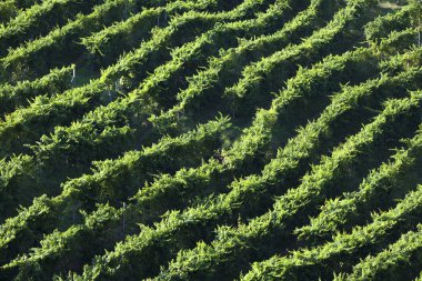 Valdobiaddene, İtalya için güneşli yapraklarla yeşil ve sarı üzüm bağı. Tarım doğa arka plan. Prosecco winerys