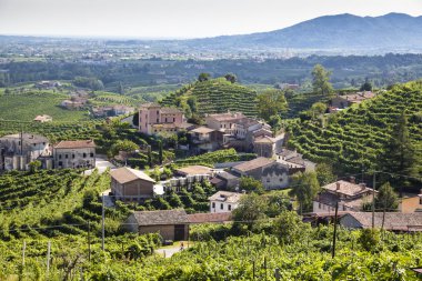 Vineyard with green and yellow sunny leaves in Valdobiaddene, Italy. Agricultural nature background . Prosecco winerys clipart