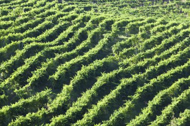 Valdobiaddene, İtalya için güneşli yapraklarla yeşil ve sarı üzüm bağı. Tarım doğa arka plan. Prosecco winerys
