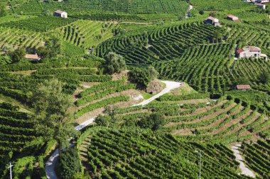 Valdobiaddene, İtalya için güneşli yapraklarla yeşil ve sarı üzüm bağı. Tarım doğa arka plan. Prosecco winerys