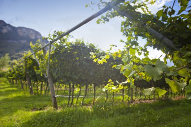 Valdobiaddene, İtalya için güneşli yapraklarla yeşil ve sarı üzüm bağı. Tarım doğa arka plan. Prosecco winerys