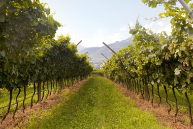 Valdobiaddene, İtalya için güneşli yapraklarla yeşil ve sarı üzüm bağı. Tarım doğa arka plan. Prosecco winerys