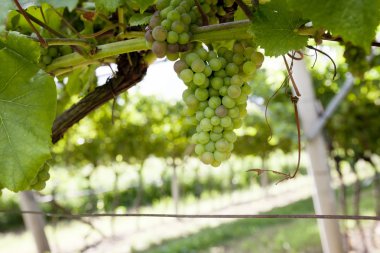 Vineyard with green and yellow sunny leaves in Valdobiaddene, Italy. Agricultural nature background . Prosecco winerys clipart