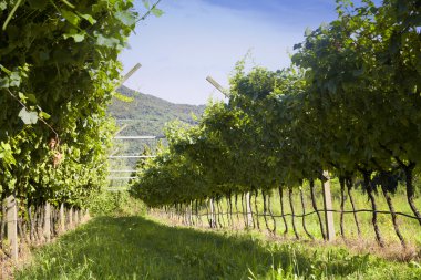 Valdobiaddene, İtalya için güneşli yapraklarla yeşil ve sarı üzüm bağı. Tarım doğa arka plan. Prosecco winerys