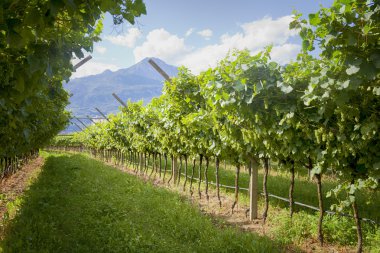 Valdobiaddene, İtalya için güneşli yapraklarla yeşil ve sarı üzüm bağı. Tarım doğa arka plan. Prosecco winerys