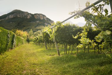 Valdobiaddene, İtalya için güneşli yapraklarla yeşil ve sarı üzüm bağı. Tarım doğa arka plan. Prosecco winerys
