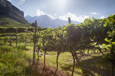 Valdobiaddene, İtalya için güneşli yapraklarla yeşil ve sarı üzüm bağı. Tarım doğa arka plan. Prosecco winerys