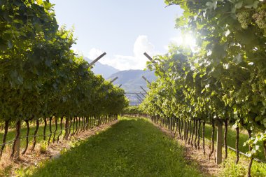 Valdobiaddene, İtalya için güneşli yapraklarla yeşil ve sarı üzüm bağı. Tarım doğa arka plan. Prosecco winerys