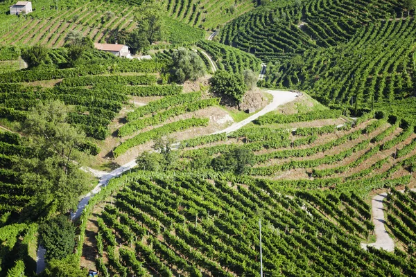 Vignoble aux feuilles vertes et jaunes ensoleillées à Valdobiaddene, Italie. Nature agricole. Vignerons Prosecco — Photo