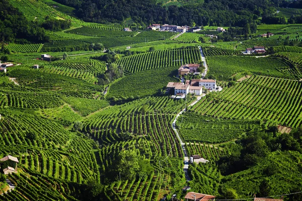 Valdobiaddene, İtalya için güneşli yapraklarla yeşil ve sarı üzüm bağı. Tarım doğa arka plan. Prosecco winerys