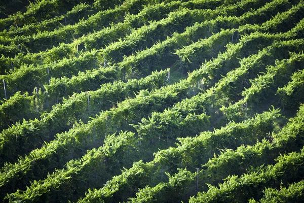 Valdobiaddene, İtalya için güneşli yapraklarla yeşil ve sarı üzüm bağı. Tarım doğa arka plan. Prosecco winerys