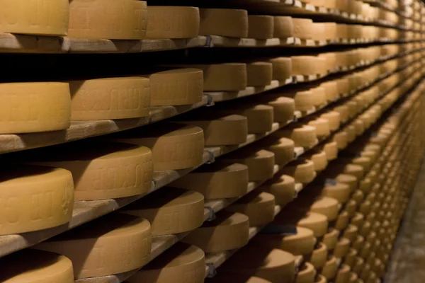 Gruyere.Cheese production cellar. Hard cheeses. Cheese heads on wooden shelves