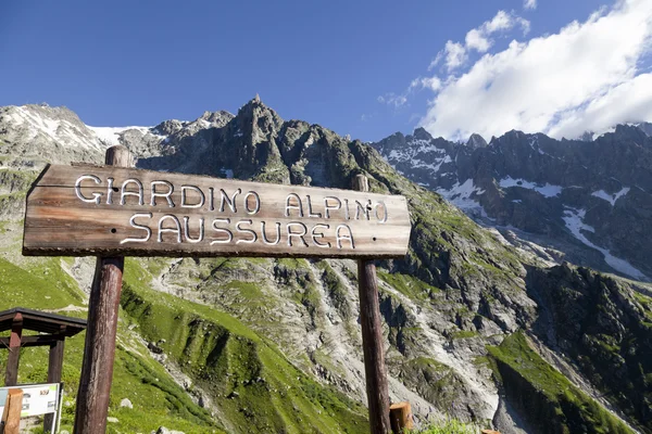 BOTANIC GARDEN SAUSSUREA, hiking in the Mony Blanc area — Stock Photo, Image