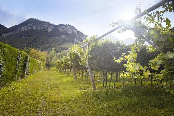 Valdobiaddene, İtalya için güneşli yapraklarla yeşil ve sarı üzüm bağı. Tarım doğa arka plan. Prosecco winerys
