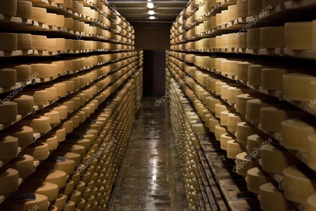 Gruyere.Cheese production cellar. Hard cheeses. Cheese heads on wooden