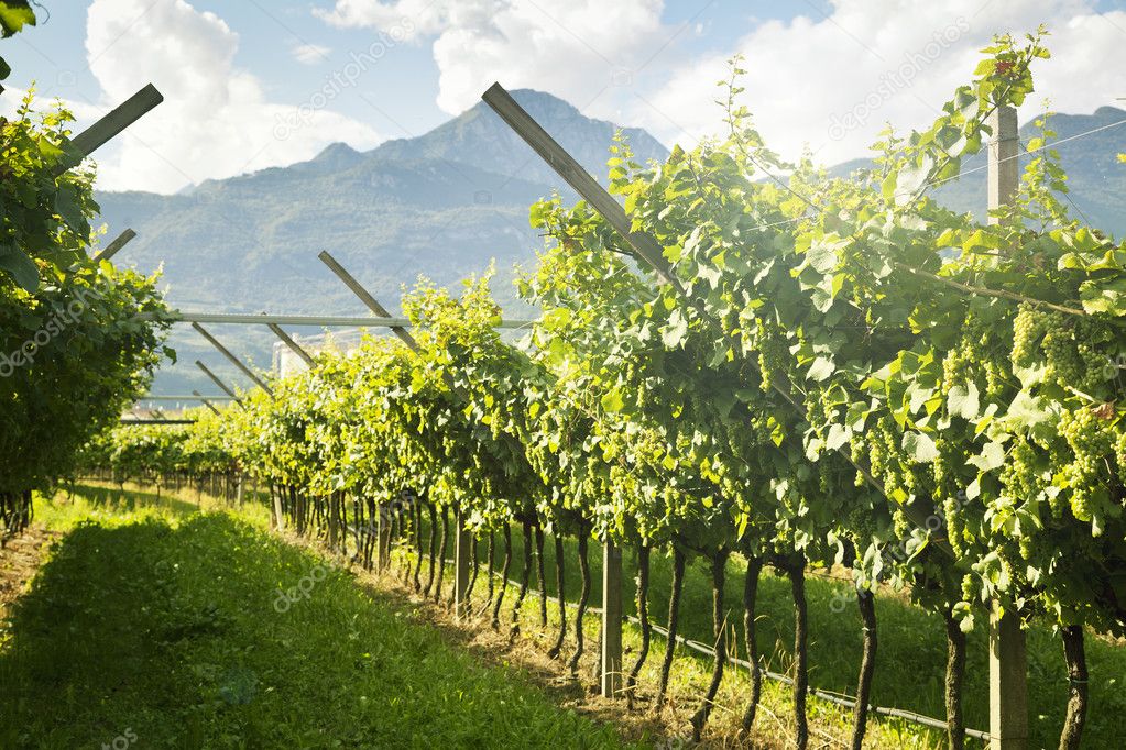 Vineyard with green and yellow sunny leaves in Valdobiaddene, Italy. Agricultural nature background . Prosecco winerys