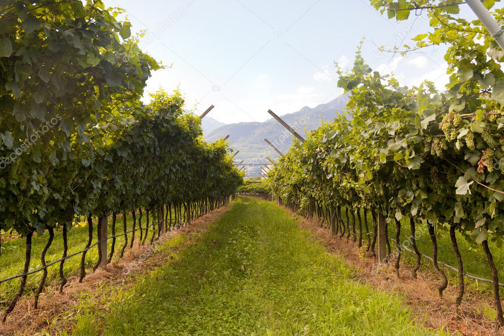 Vineyard with green and yellow sunny leaves in Valdobiaddene, Italy. Agricultural nature background . Prosecco winerys