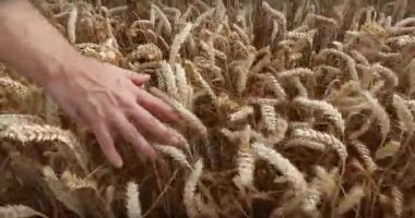 kaçarken buğday alanda erkek eli 