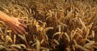 kaçarken buğday alanda erkek eli 