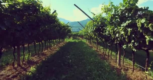 Beau paysage viticole avec des feuilles vertes et jaunes ensoleillées à Valdobiaddene, Italie . — Video