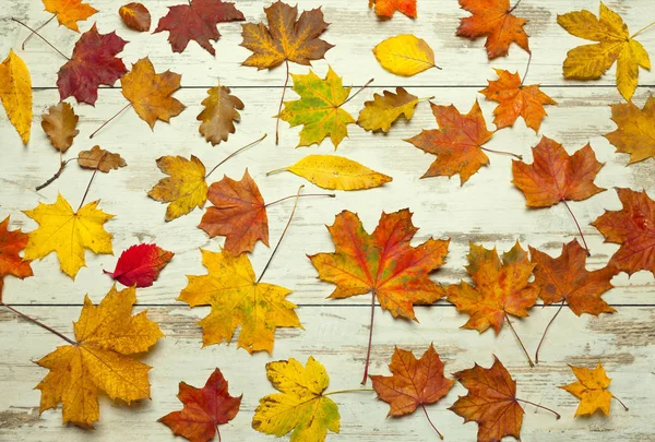 Barevné Podzimní Listí Dřevěném Pozadí Podzimní Tapety — Stock fotografie