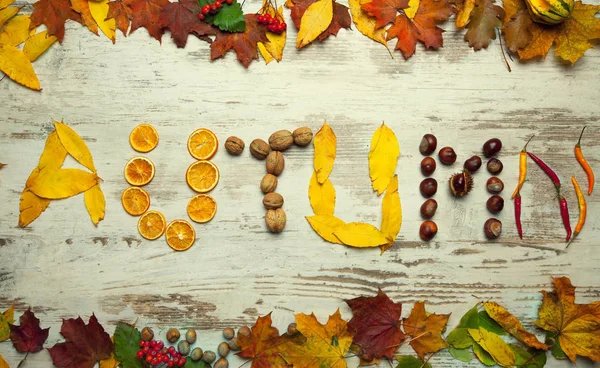 Krásné Podzimní Pozadí Barevnými Podzimními Listy — Stock fotografie