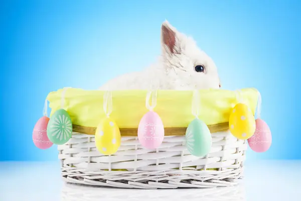Lindo Conejo Pascua Sentado Canasta Mimbre Con Huevos Pascua — Foto de Stock