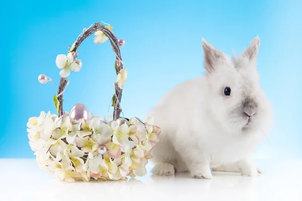 Cute Easter Bunny Gra Koszykiem Wielkanocnym — Zdjęcie stockowe