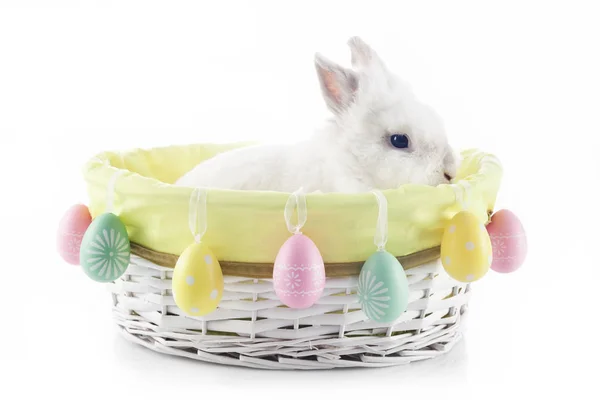 Cute Easter Bunny Sitting Wicker Basket Easter Eggs — Stock Photo, Image