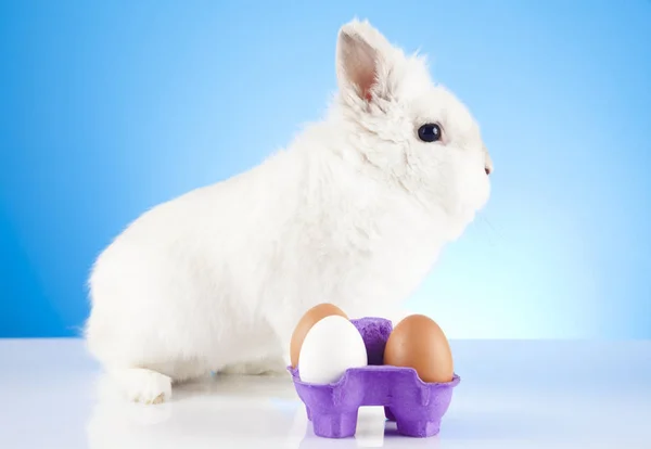 Conejo Pascua Blanco Sentado Con Huevos Pascua Sobre Fondo Azul — Foto de Stock