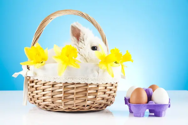 Lindo Conejo Pascua Sentado Canasta Mimbre Con Huevos Pascua — Foto de Stock