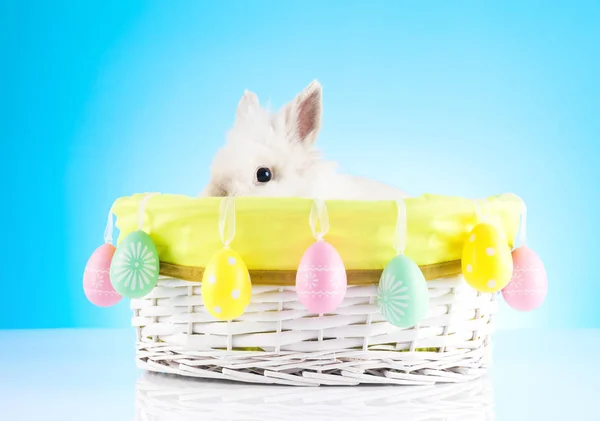 Cute Easter Bunny Siedzi Wiklinowym Koszu Pisankami — Zdjęcie stockowe