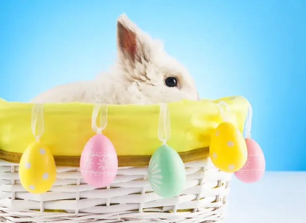 Cute Easter Bunny Siedzi Wiklinowym Koszu Pisankami Zdjęcia Stockowe bez tantiem