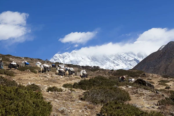 Himalayas Nepal Cirka Novembre 2017 Escursionisti Diretti Campo Base Dell — Foto Stock