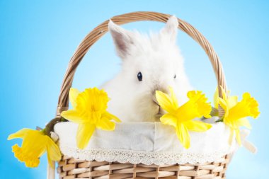Paskalya. Bahar tatili. Bunny ve Paskalya yortusu yumurta.