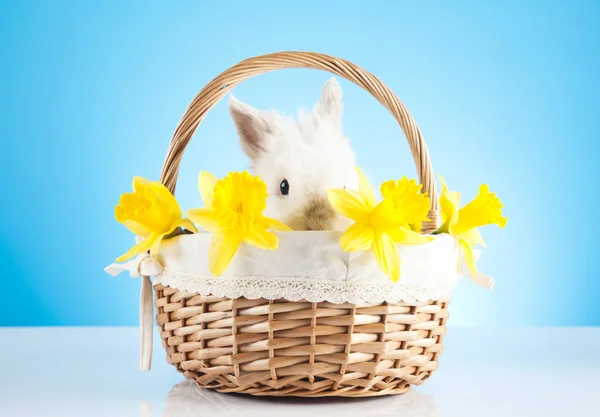 Easter bunny in easter basket. Holiday and spring symbol