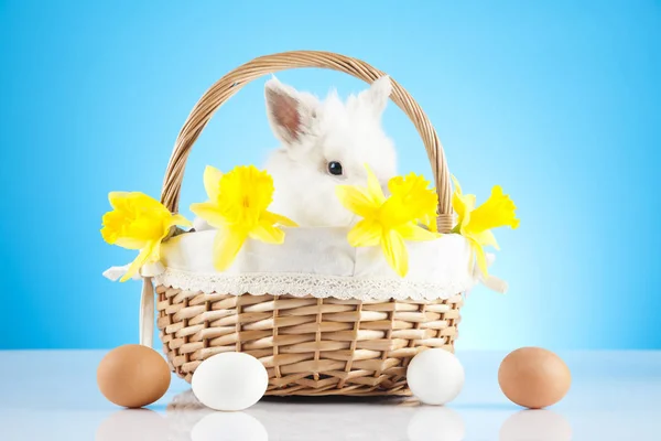 Easter bunny in easter basket. Holiday and spring symbol