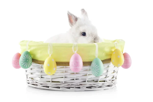 Easter Bunny Easter Basket Holiday Spring Symbol — Stock Photo, Image