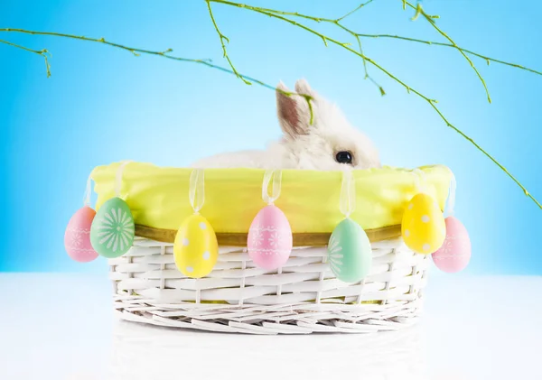 Wielkanoc Święto Wiosny Jaja Królik Wielkanoc — Zdjęcie stockowe