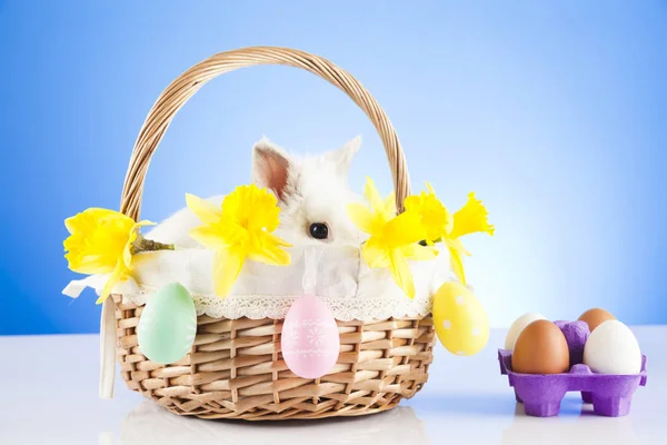 Wielkanoc Święto Wiosny Jaja Królik Wielkanoc — Zdjęcie stockowe