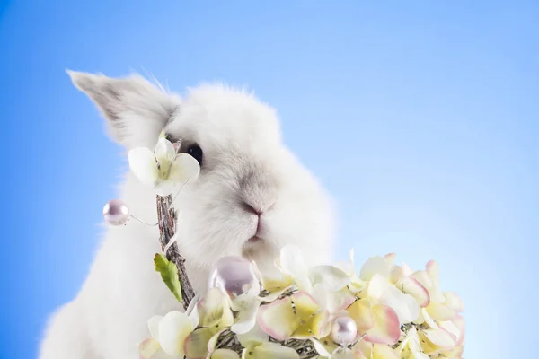 Αστεία Πάσχα Σύμβολα Bunny Aster Και Την Άνοιξη — Φωτογραφία Αρχείου