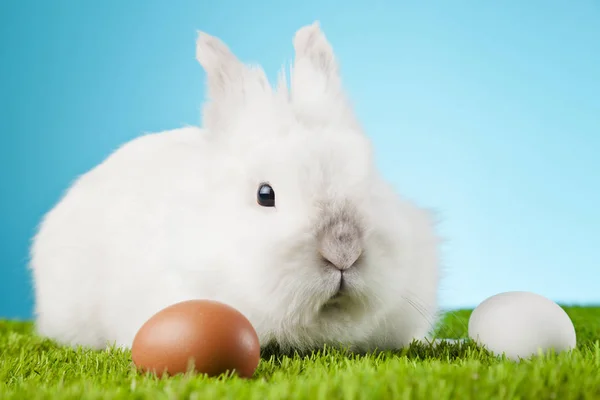 Symbole Wielkanocne Śmieszne Bunny Aster Wiosna — Zdjęcie stockowe