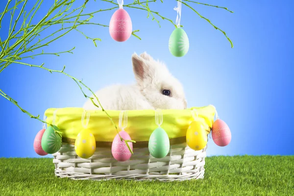 Koncepcja Wielkanoc Zajączek Happy Easter Karty — Zdjęcie stockowe