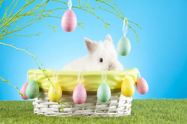 Koncepcja Wielkanoc Zajączek Happy Easter Karty — Zdjęcie stockowe