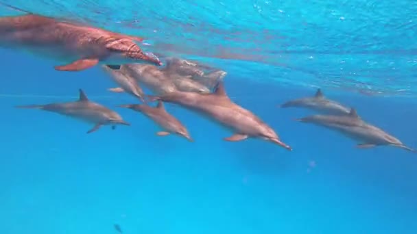 Дельфины Плавают Прыгают Играют Дельфины Часто Прыгают Выше Воды — стоковое видео