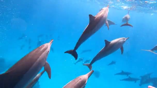 Dolphins Nadando Saltando Jugando Los Dólares Saltan Menudo Sobre Superficie — Vídeo de stock
